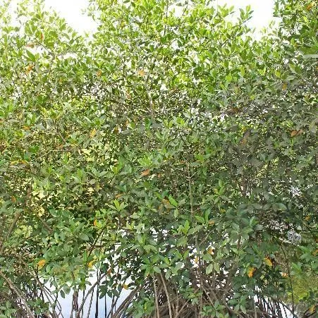 thumbnail for publication: Rhizophora mangle: Red Mangrove
